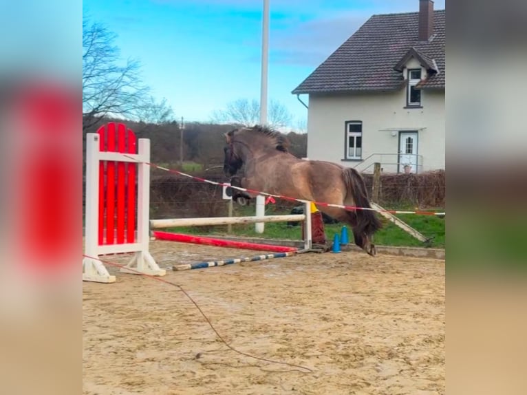 Caballos islandeses Caballo castrado 13 años 145 cm Bayo in Detmold