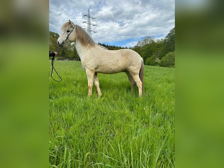 Caballos islandeses Caballo castrado 13 años 145 cm Tordo in Püttlingen