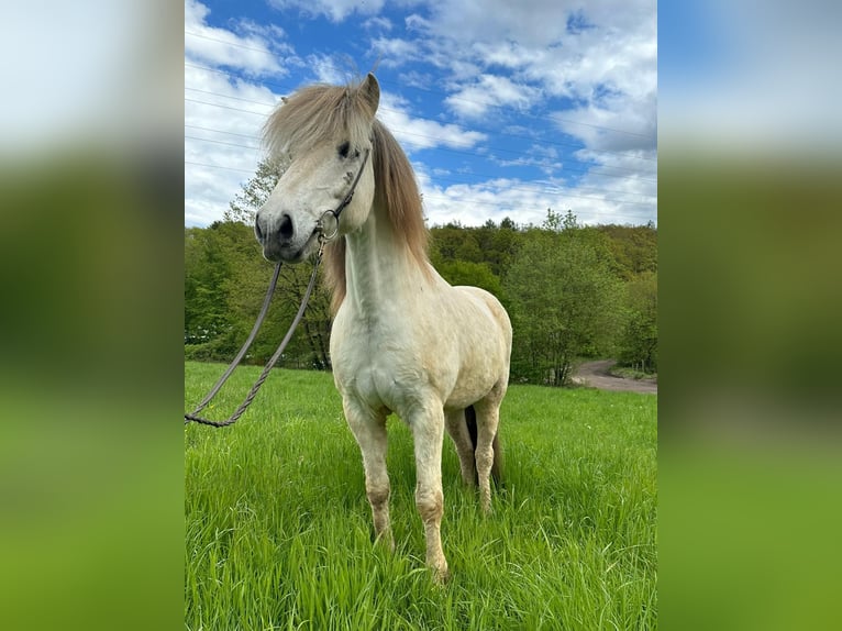 Caballos islandeses Caballo castrado 13 años 145 cm Tordo in Püttlingen