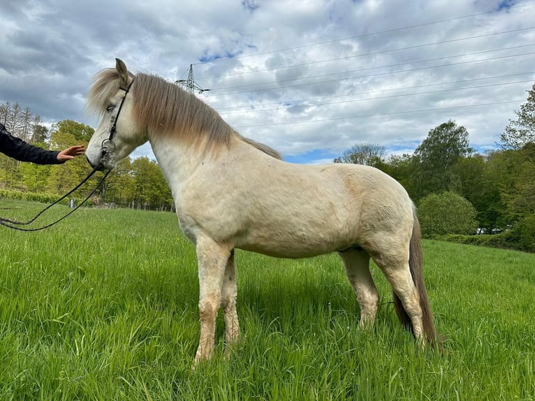 Caballos islandeses Caballo castrado 13 años 145 cm Tordo in Püttlingen