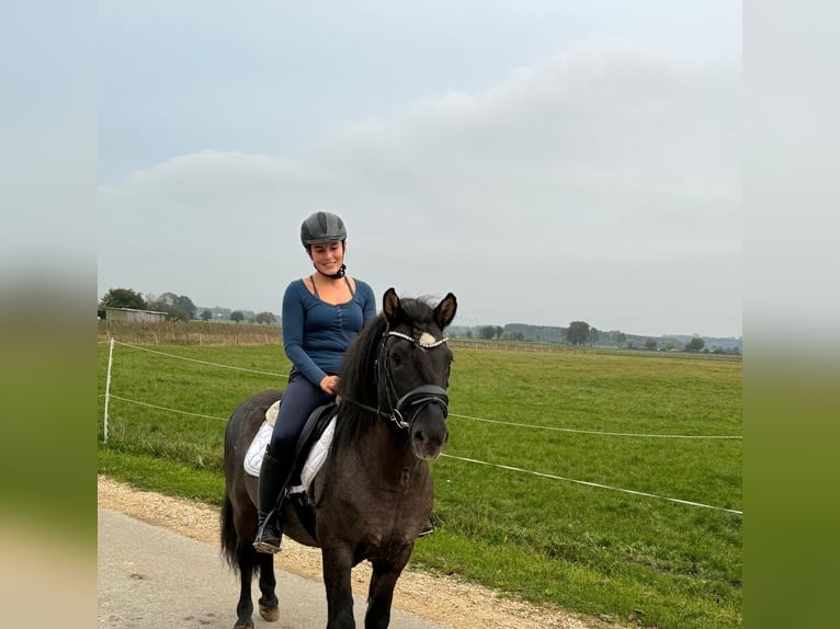 Caballos islandeses Caballo castrado 13 años 146 cm Negro in Grevenbroich