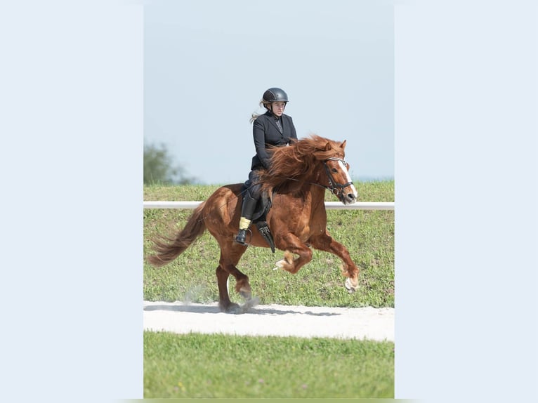 Caballos islandeses Caballo castrado 13 años Alazán in Tirol