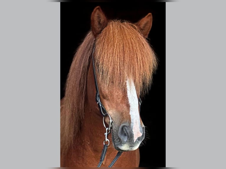 Caballos islandeses Caballo castrado 13 años Alazán in Tirol