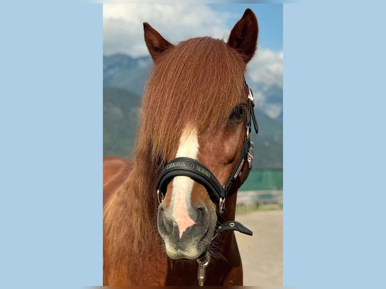 Caballos islandeses Caballo castrado 13 años Alazán in Tirol