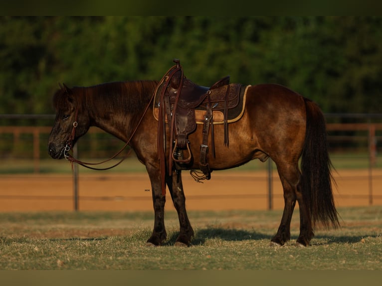 Caballos islandeses Caballo castrado 14 años 135 cm Negro in Joshua