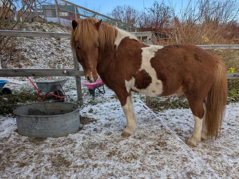 Caballos islandeses Caballo castrado 14 años 136 cm Pío in Lengefeld