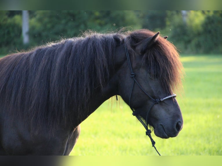 Caballos islandeses Caballo castrado 14 años 137 cm Negro in Bad Feilnbach