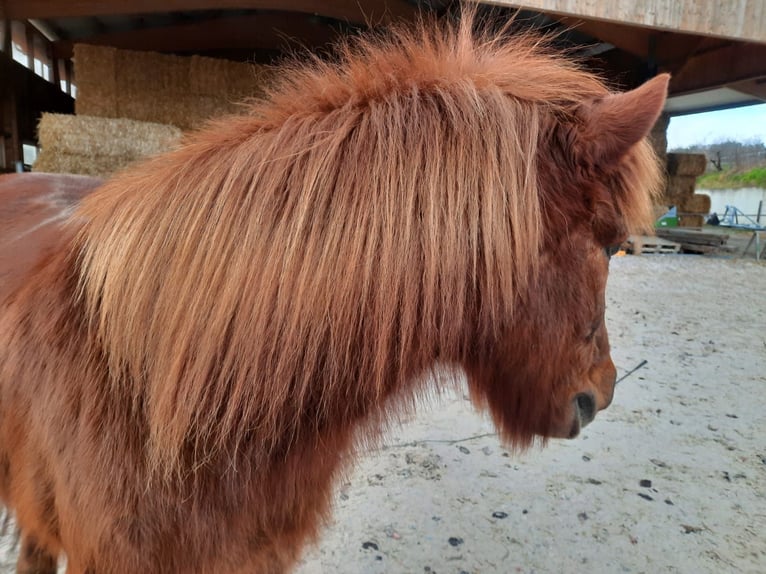 Caballos islandeses Caballo castrado 14 años 138 cm Alazán-tostado in Muro