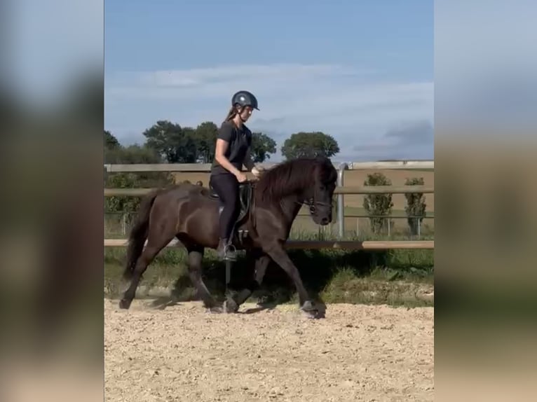 Caballos islandeses Caballo castrado 14 años 140 cm Negro in Fronreute