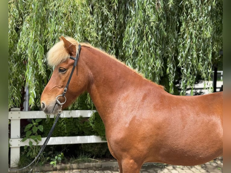 Caballos islandeses Caballo castrado 14 años 142 cm Alazán in Lochen am See