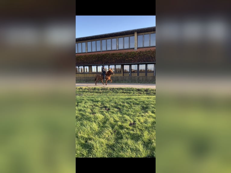 Caballos islandeses Caballo castrado 14 años 142 cm Alazán in Dülmen