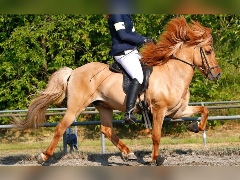 Caballos islandeses Caballo castrado 14 años 142 cm Bayo in Thuine