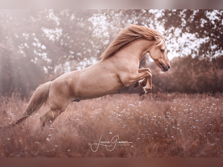 Caballos islandeses Caballo castrado 14 años 142 cm Bayo in Thuine