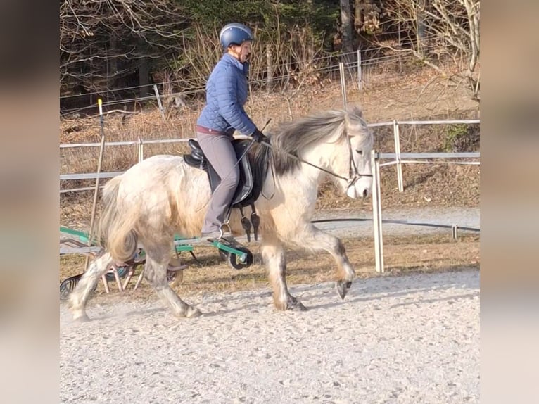 Caballos islandeses Caballo castrado 14 años 142 cm Tordo rodado in Schöfweg