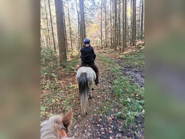 Caballos islandeses Caballo castrado 14 años 142 cm Tordo rodado in Schöfweg