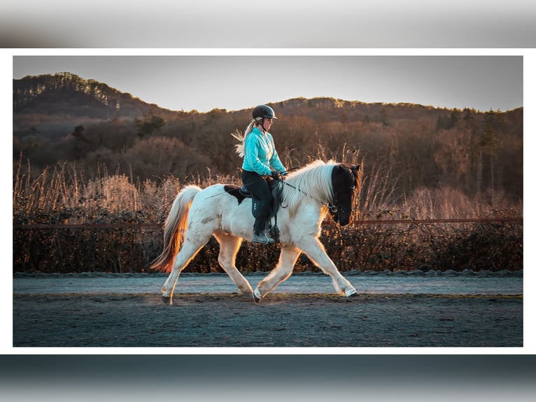 Caballos islandeses Caballo castrado 14 años 143 cm Pío in Bad Honnef
