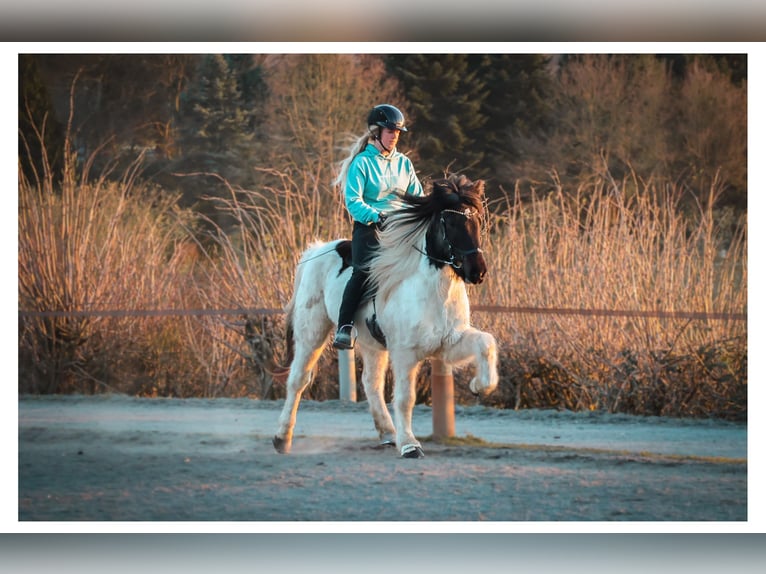 Caballos islandeses Caballo castrado 14 años 143 cm Pío in Bad Honnef