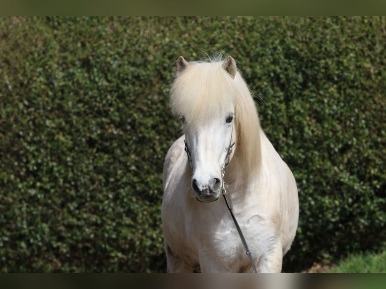 Caballos islandeses Caballo castrado 14 años 143 cm Tordo in Dohm-Lammersdorf