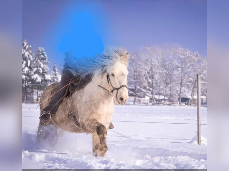 Caballos islandeses Caballo castrado 14 años 143 cm Tordo rodado in Schöfweg