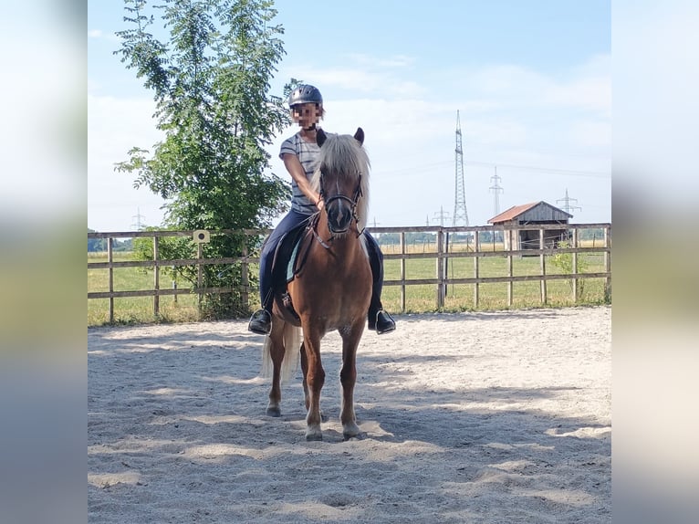 Caballos islandeses Caballo castrado 14 años 145 cm Alazán in Neuching