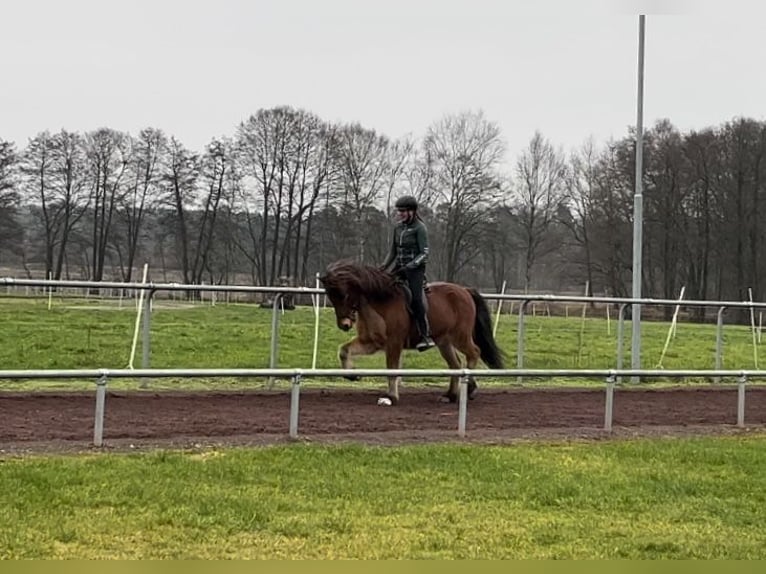 Caballos islandeses Caballo castrado 14 años 147 cm Castaño in Soltau