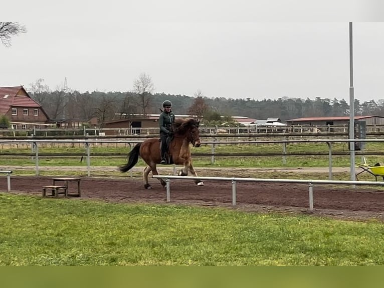 Caballos islandeses Caballo castrado 14 años 147 cm Castaño in Soltau