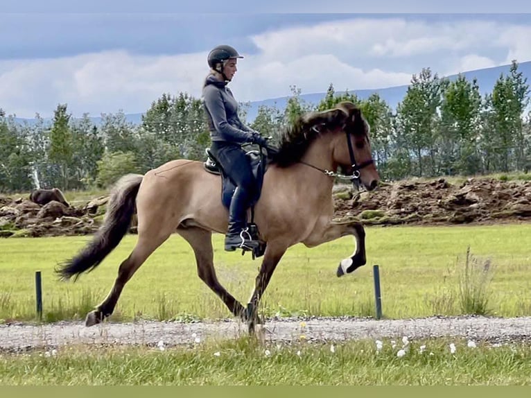 Caballos islandeses Caballo castrado 14 años 149 cm Buckskin/Bayo in Toblaten