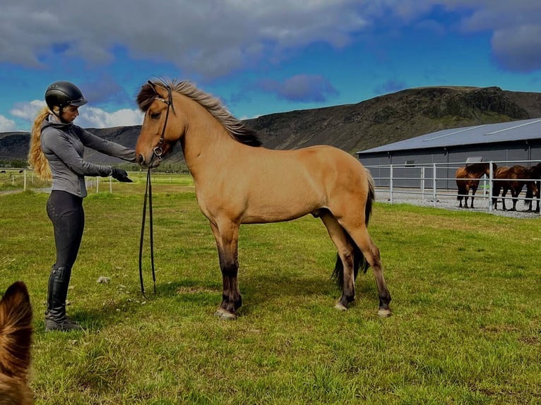 Caballos islandeses Caballo castrado 14 años 149 cm Buckskin/Bayo in Toblaten