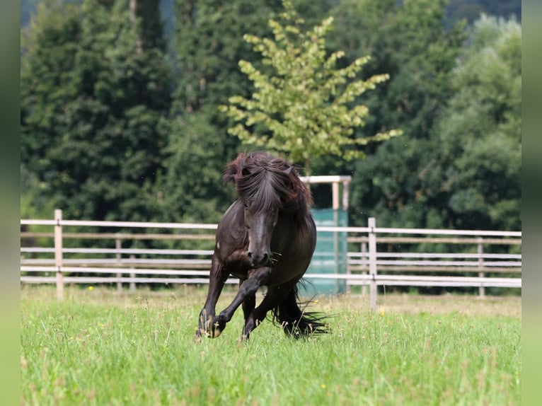 Caballos islandeses Caballo castrado 14 años 150 cm Negro in Binningen