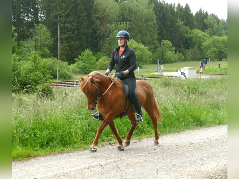 Caballos islandeses Caballo castrado 15 años 139 cm Bayo in Euskirchen