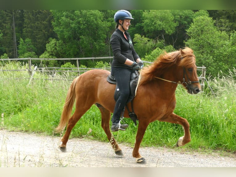 Caballos islandeses Caballo castrado 15 años 139 cm Bayo in Euskirchen