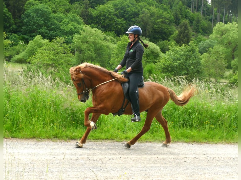 Caballos islandeses Caballo castrado 15 años 139 cm Bayo in Euskirchen