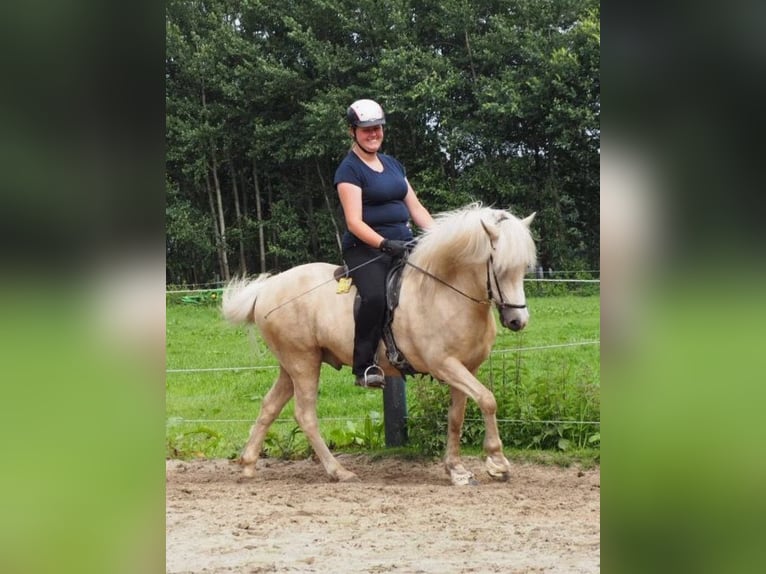 Caballos islandeses Caballo castrado 15 años 140 cm White/Blanco in Vreden
