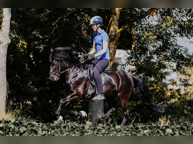 Caballos islandeses Caballo castrado 15 años 141 cm Negro in Taufkirchen an der Tattnach