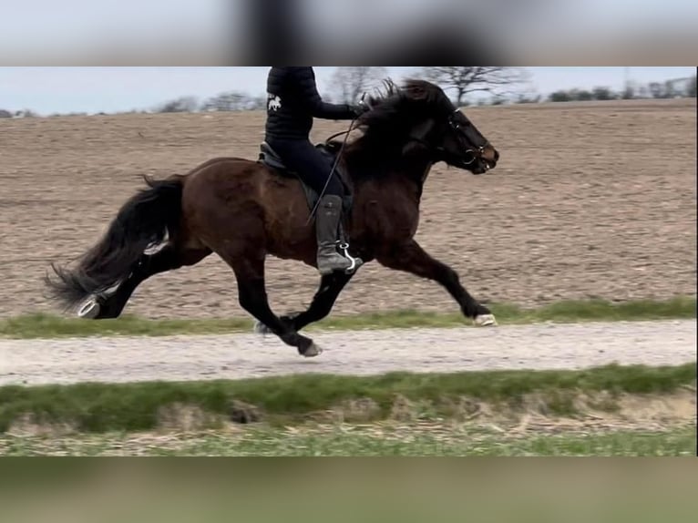 Caballos islandeses Caballo castrado 15 años 142 cm Castaño in Lindlar