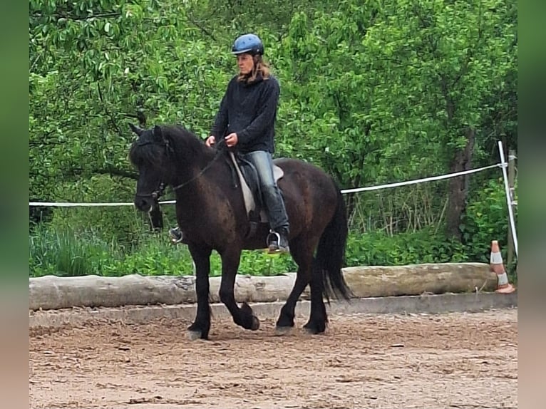 Caballos islandeses Caballo castrado 15 años 143 cm Negro in Mulfingen