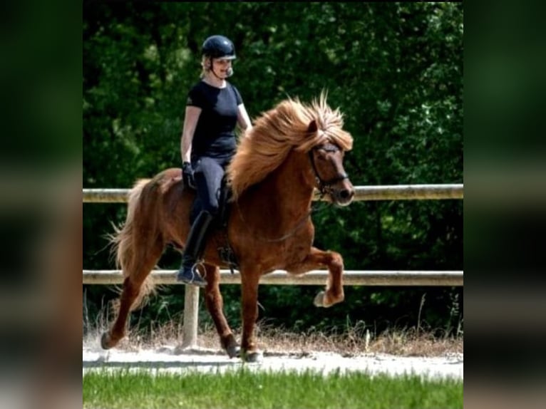 Caballos islandeses Caballo castrado 15 años 144 cm Alazán in Nettersheim