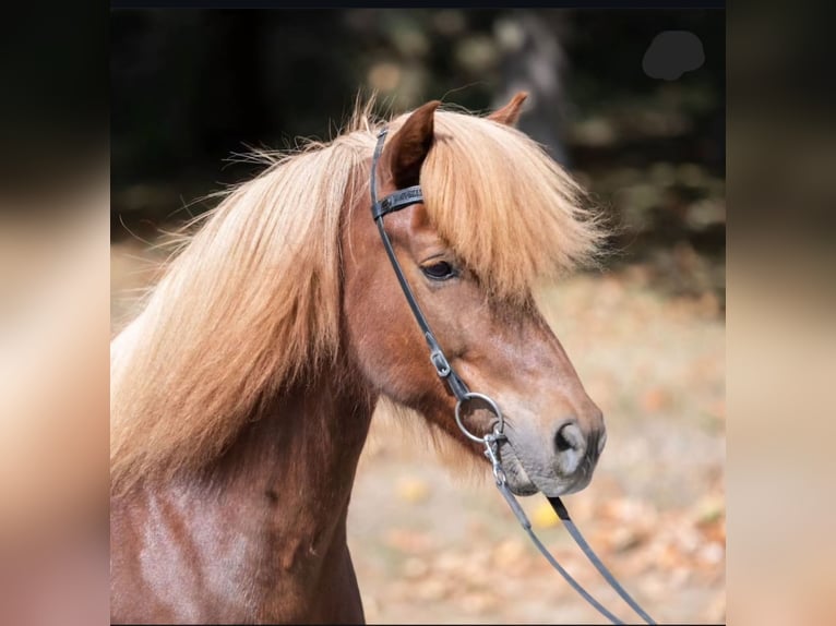 Caballos islandeses Caballo castrado 15 años 144 cm Alazán in Nettersheim