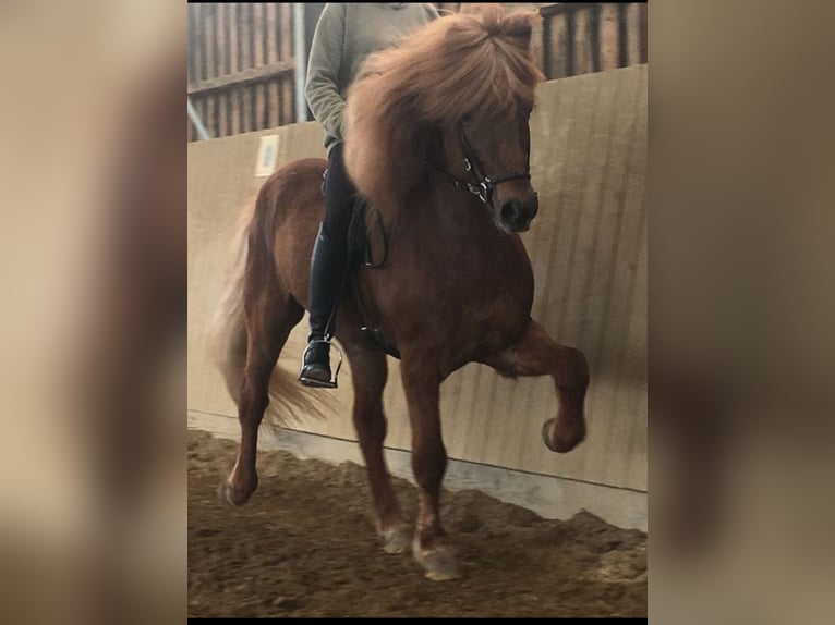 Caballos islandeses Caballo castrado 15 años 144 cm Alazán in Nettersheim