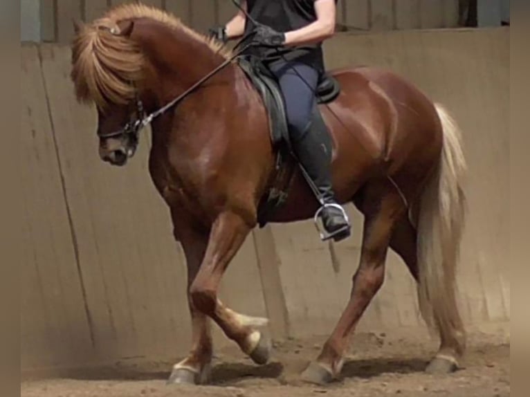 Caballos islandeses Caballo castrado 15 años 144 cm Alazán in Nettersheim