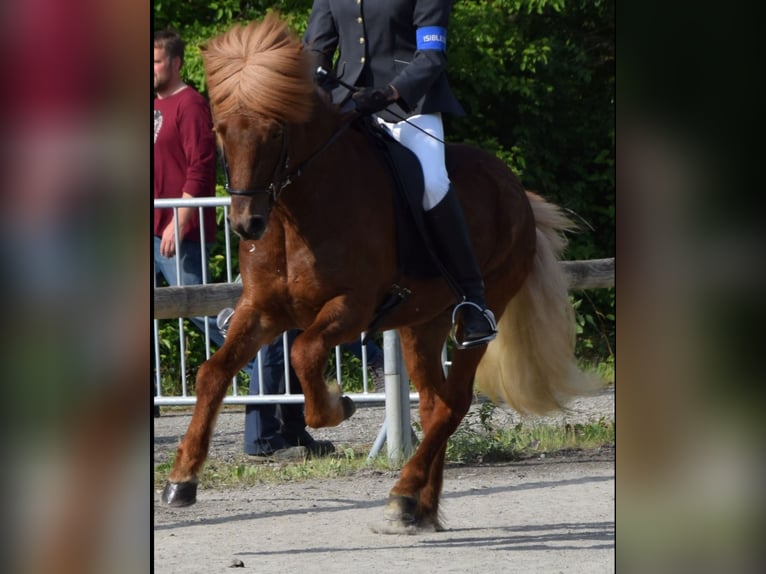 Caballos islandeses Caballo castrado 15 años 144 cm Alazán in Nettersheim