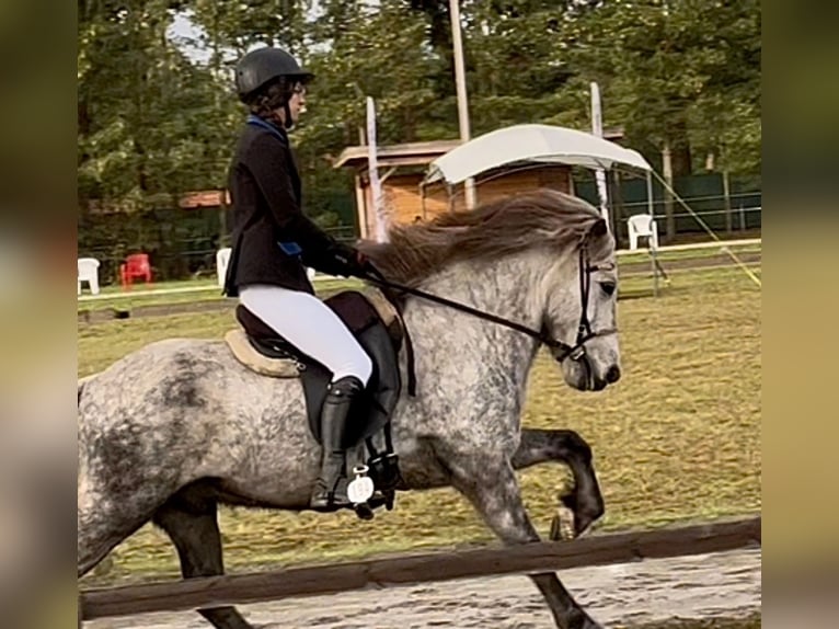 Caballos islandeses Caballo castrado 15 años 144 cm Tordo rodado in Wardenburg