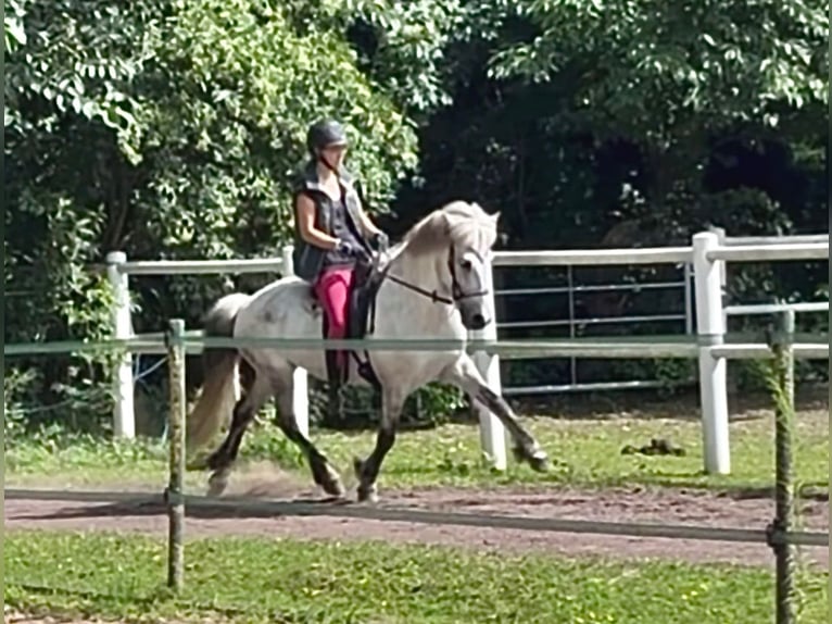 Caballos islandeses Caballo castrado 15 años 144 cm Tordo rodado in Wardenburg