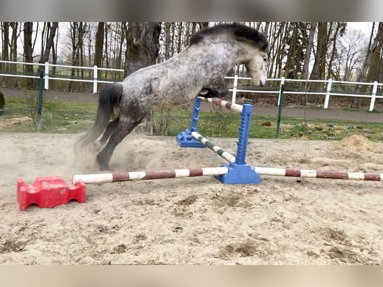 Caballos islandeses Caballo castrado 15 años 144 cm Tordo rodado in Wardenburg