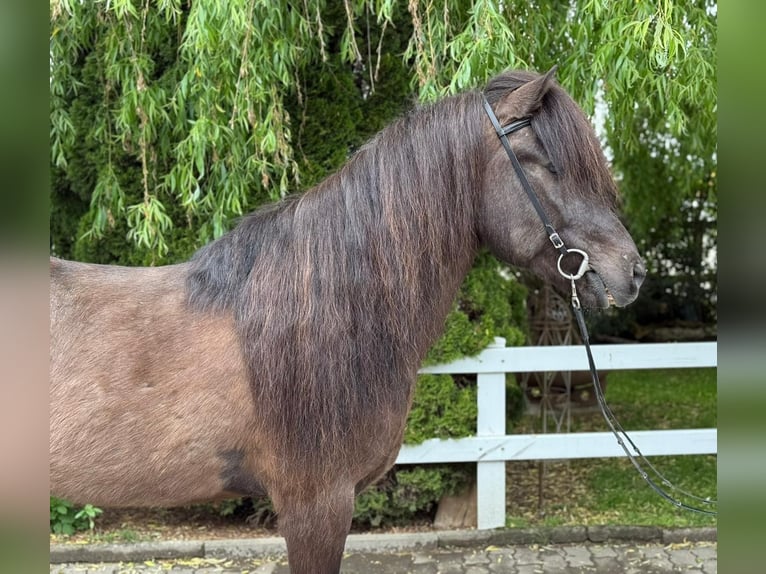 Caballos islandeses Caballo castrado 15 años 147 cm Negro in Lochen am See