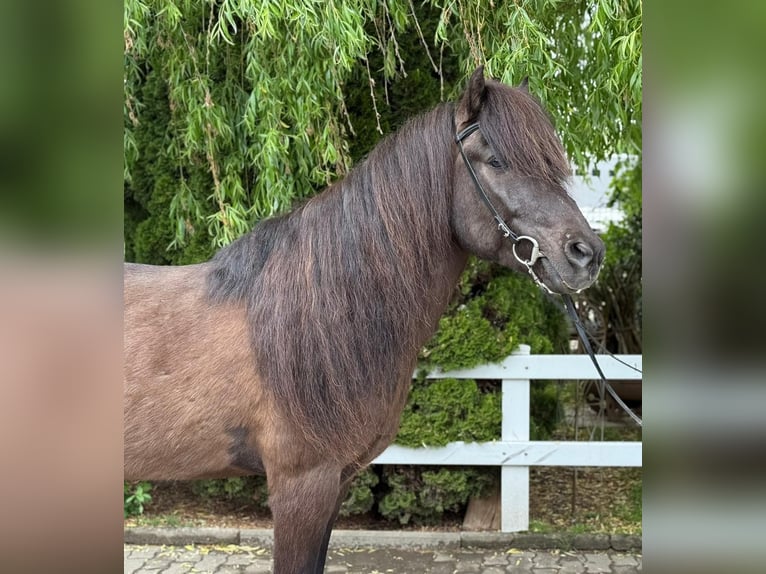 Caballos islandeses Caballo castrado 15 años 147 cm Negro in Lochen am See