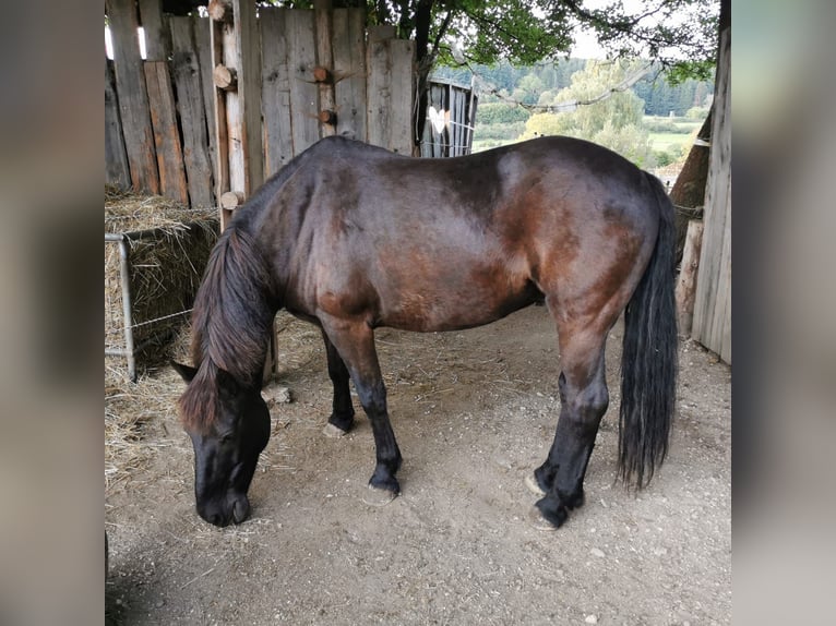 Caballos islandeses Mestizo Caballo castrado 15 años 154 cm Morcillo in Inzigkofen