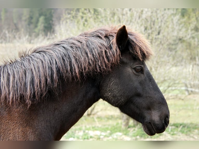 Caballos islandeses Mestizo Caballo castrado 15 años 154 cm Morcillo in Inzigkofen