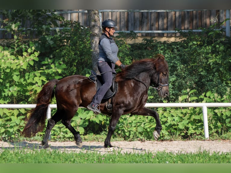 Caballos islandeses Caballo castrado 15 años Negro in Straßwalchen