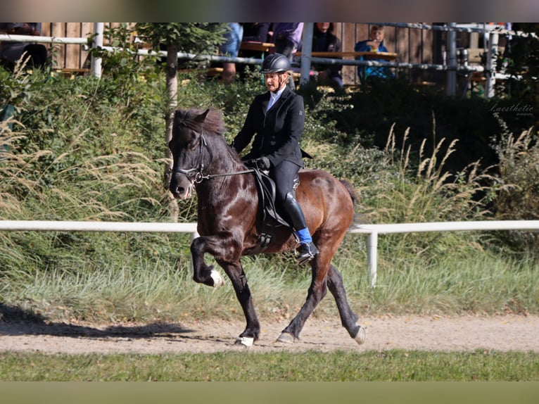 Caballos islandeses Caballo castrado 15 años Negro in Straßwalchen